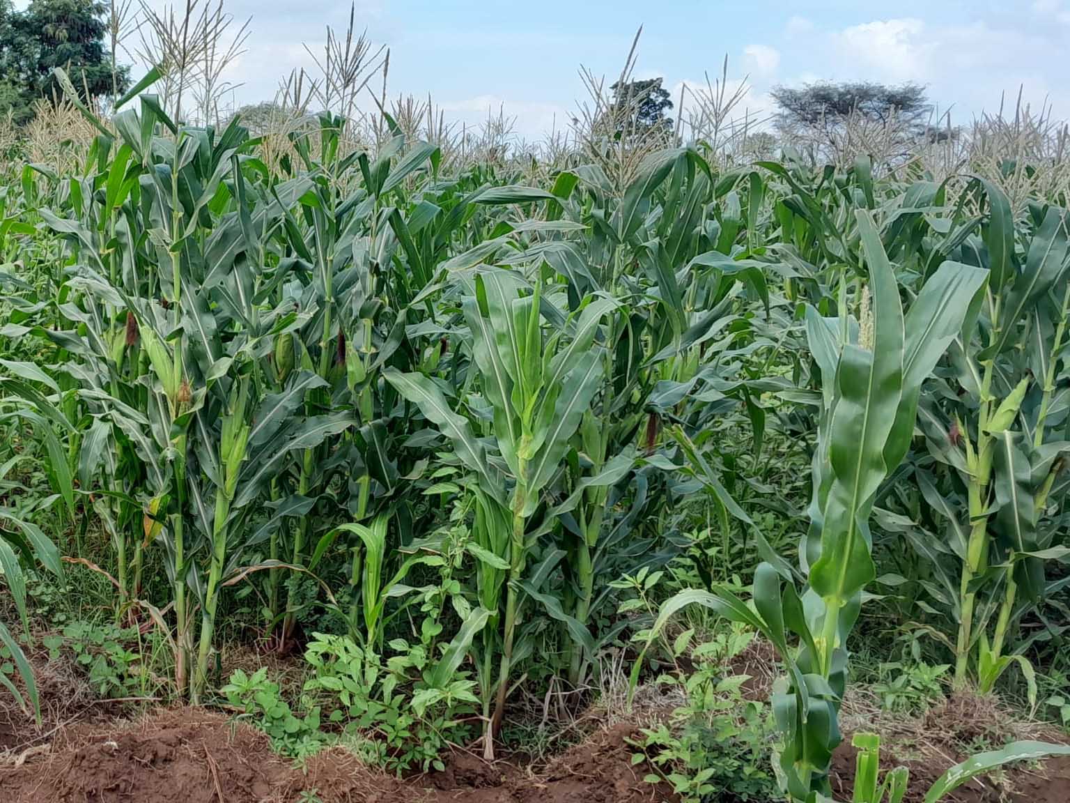 Erfolgreiches Shamba-Projekt an unserer Partnerschule in Tansania gestartet