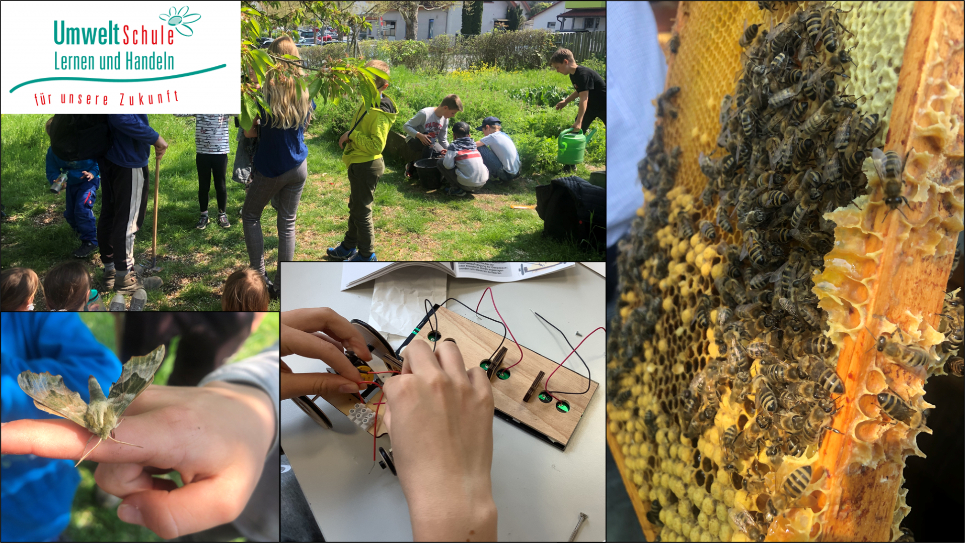 Schulstruktur (Grafik)